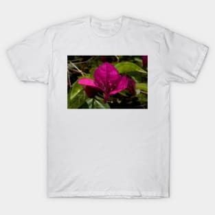 Bougainvillea Close Up T-Shirt